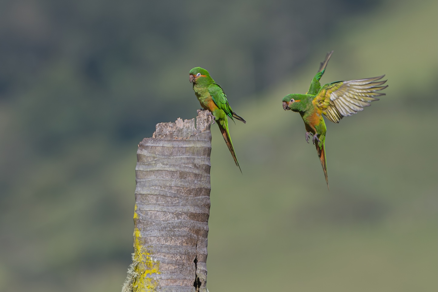 PARROTS OF THE CENTRAL ANDES 3D - 2N