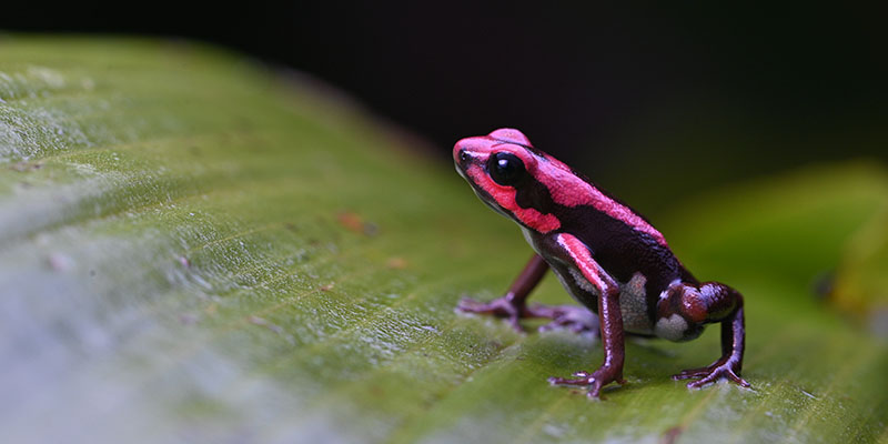 Jewels of the Central Andes