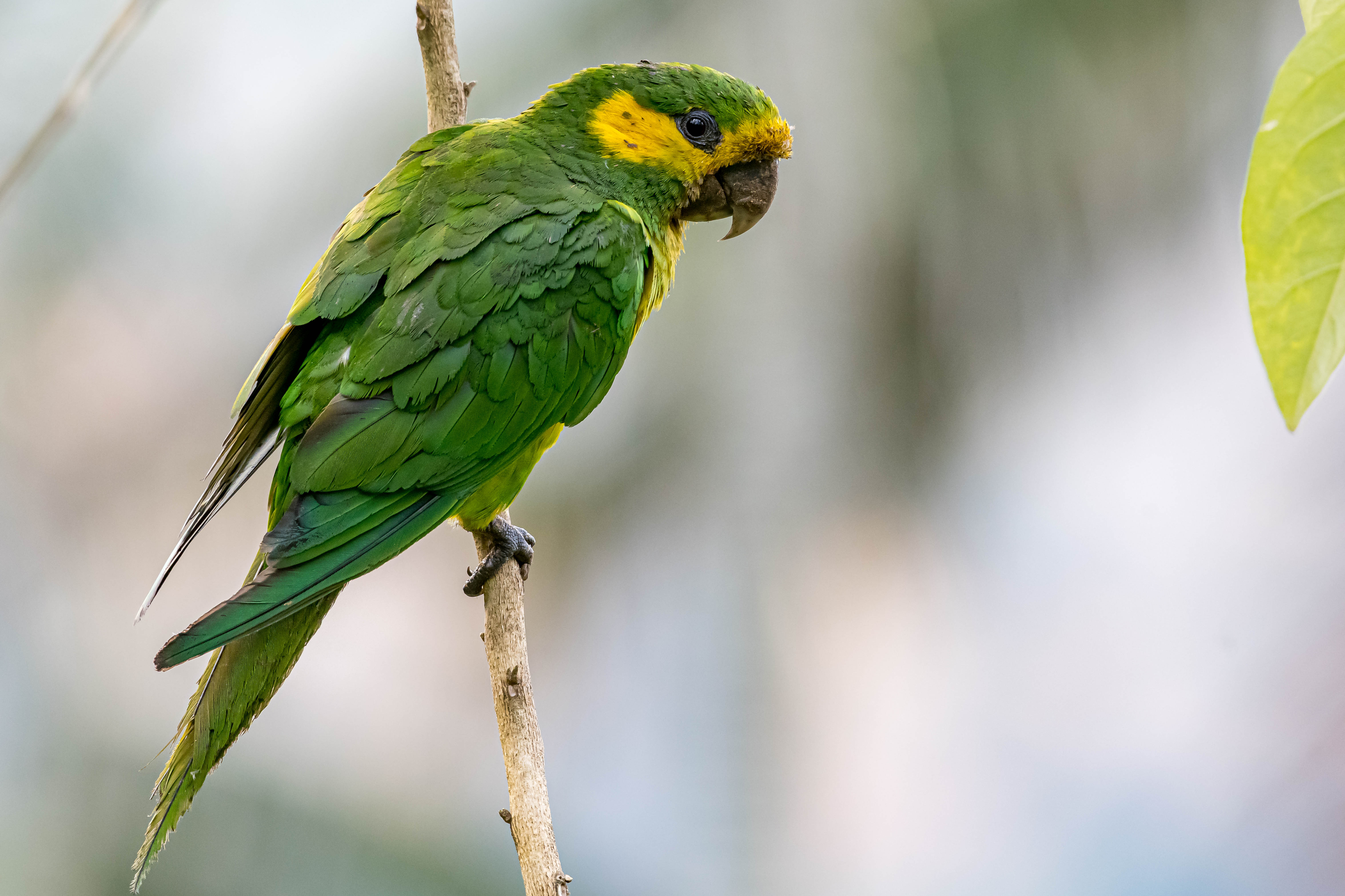 The Best of the Andes 16D / 15N - Colombia Birding Highlights