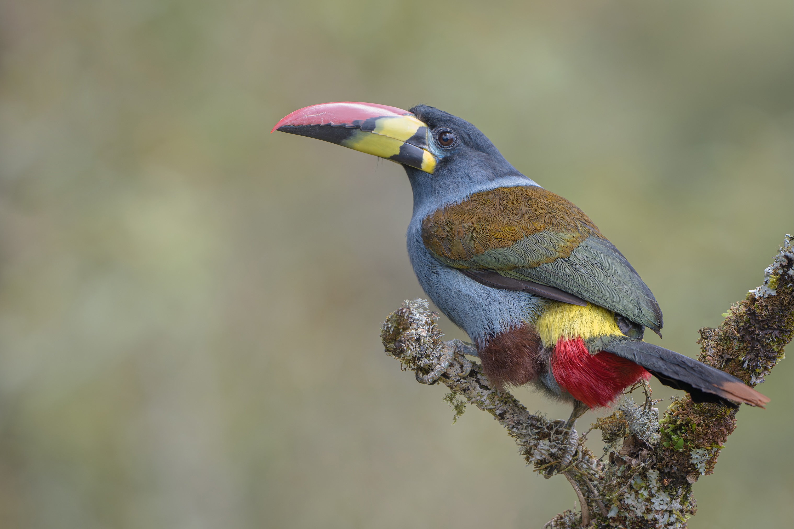 Grey Breasted Mountain Toucan .jpg
