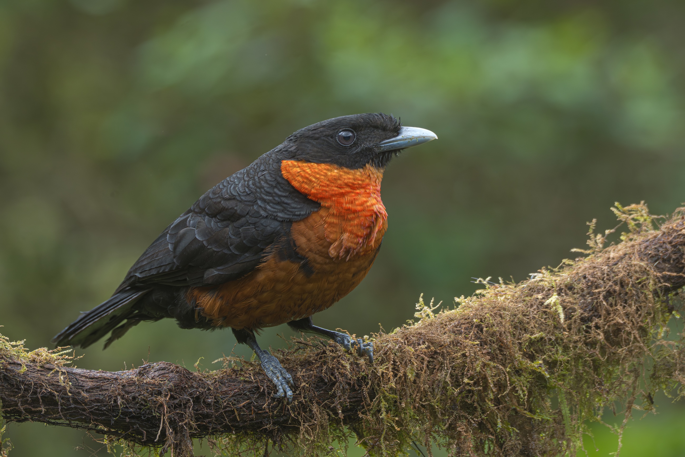 Red-ruffed fruitcrow.jpg