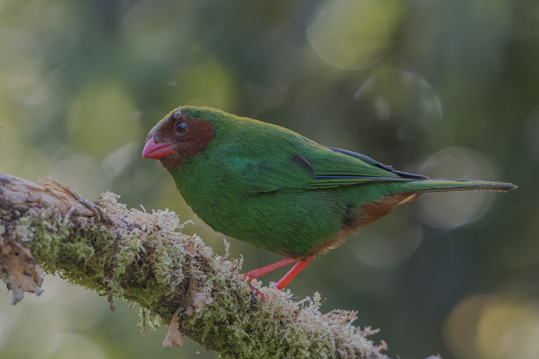 Grass Green Tanager.jpg