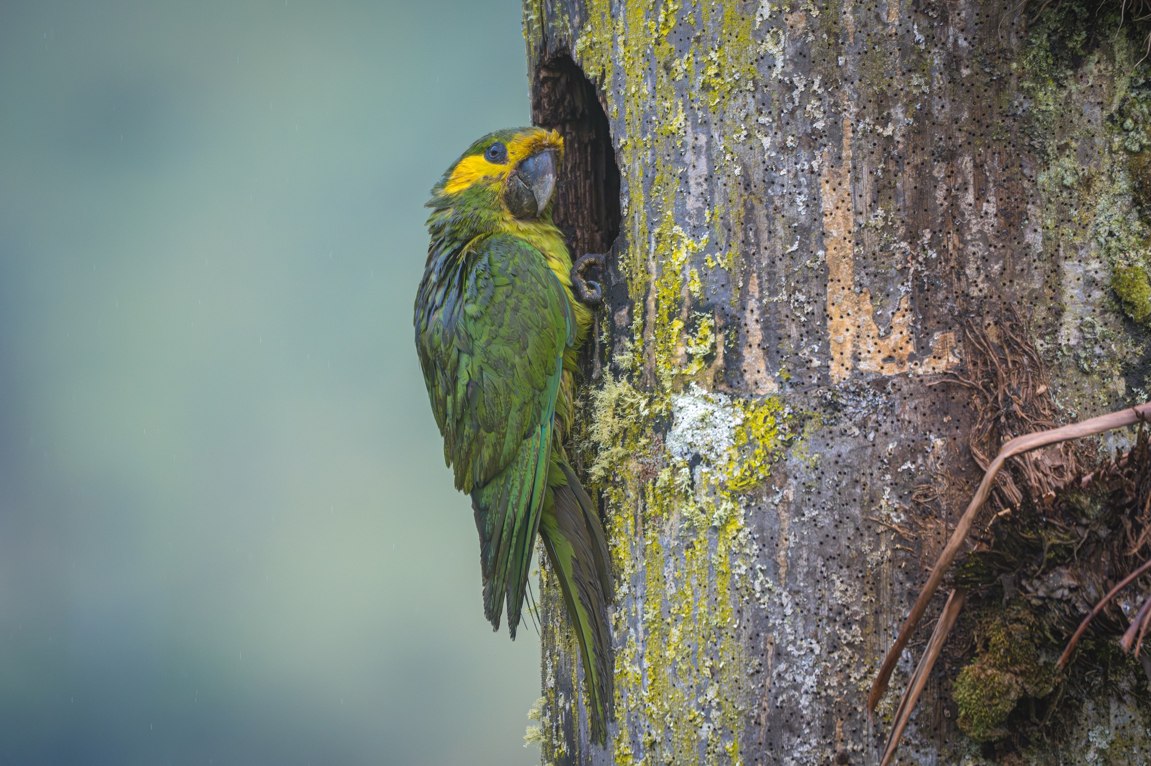 PARROTS OF THE CENTRAL ANDES 3D - 2N