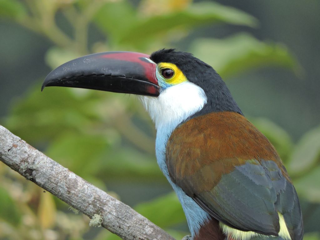 ANDES TO AMAZON BIRDING EXPEDITION – EXPRESS 9D / 8N