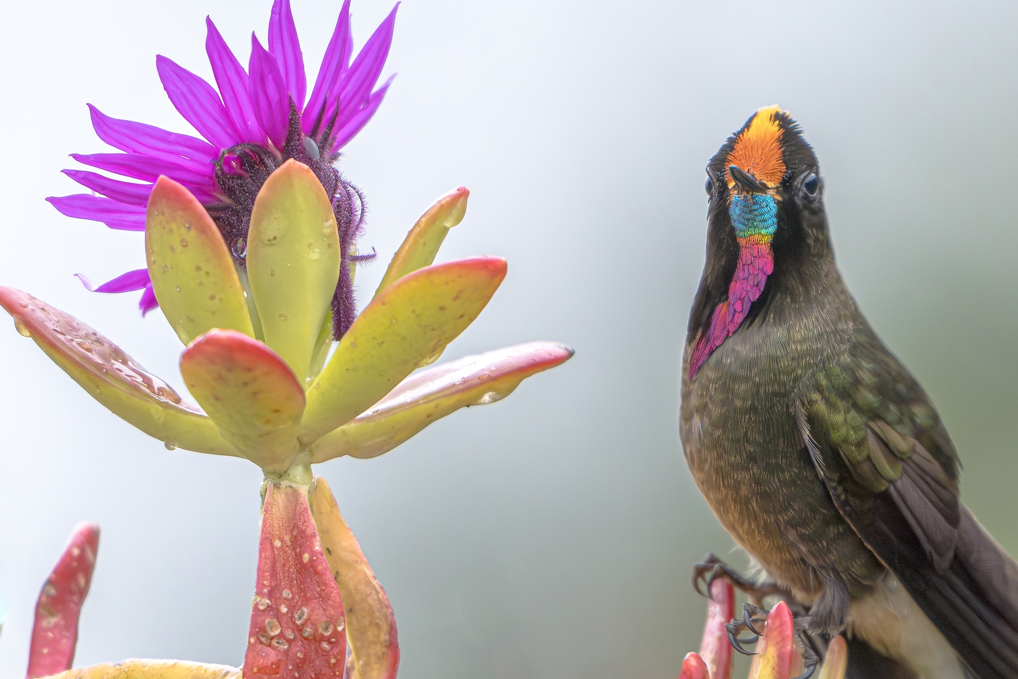 PARROTS OF THE CENTRAL ANDES 3D - 2N