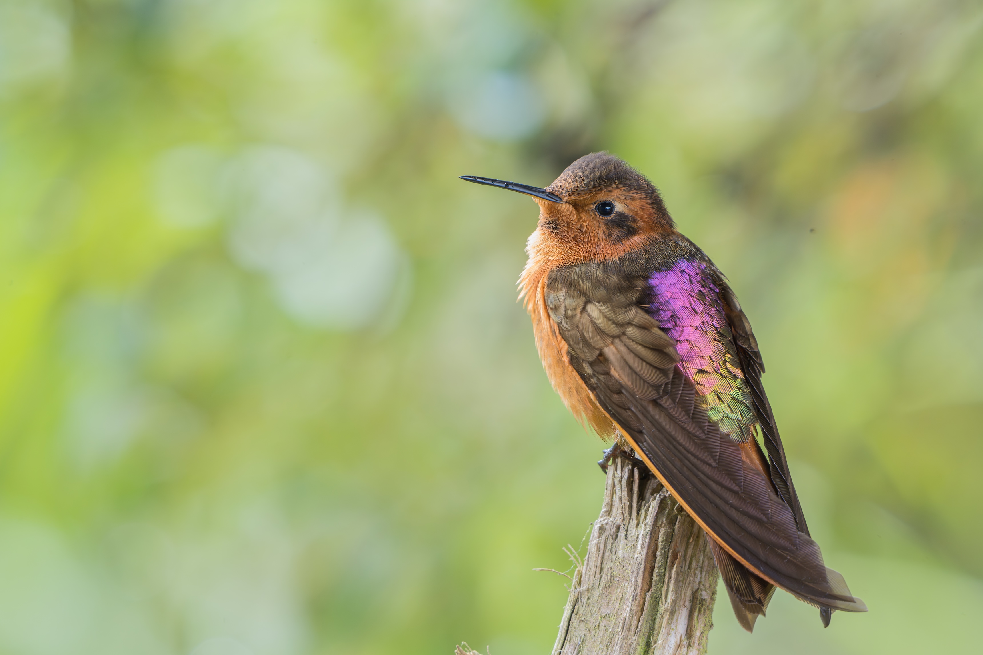 Shining Sunbeam Hummingbird.jpg