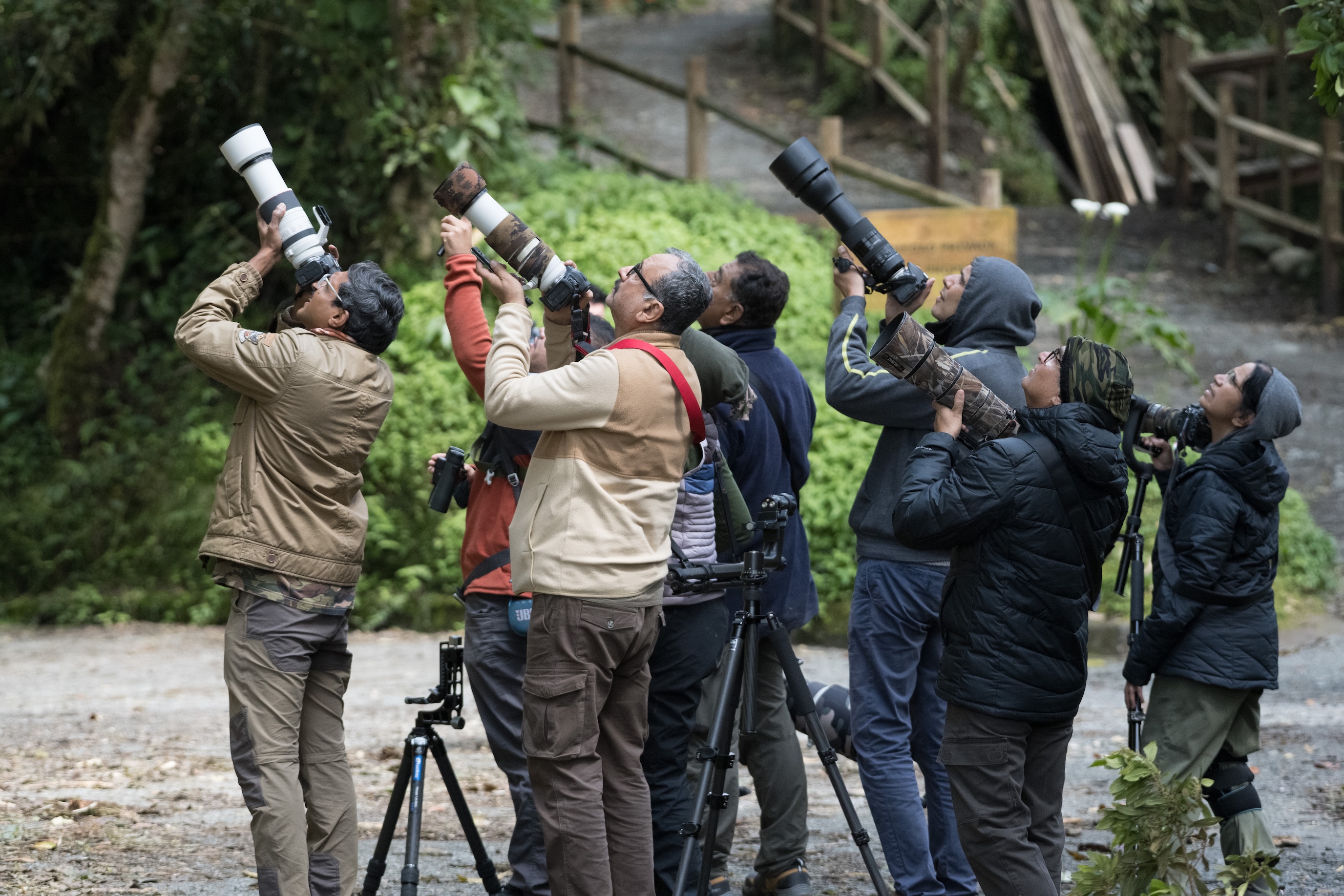 Birding and Harping