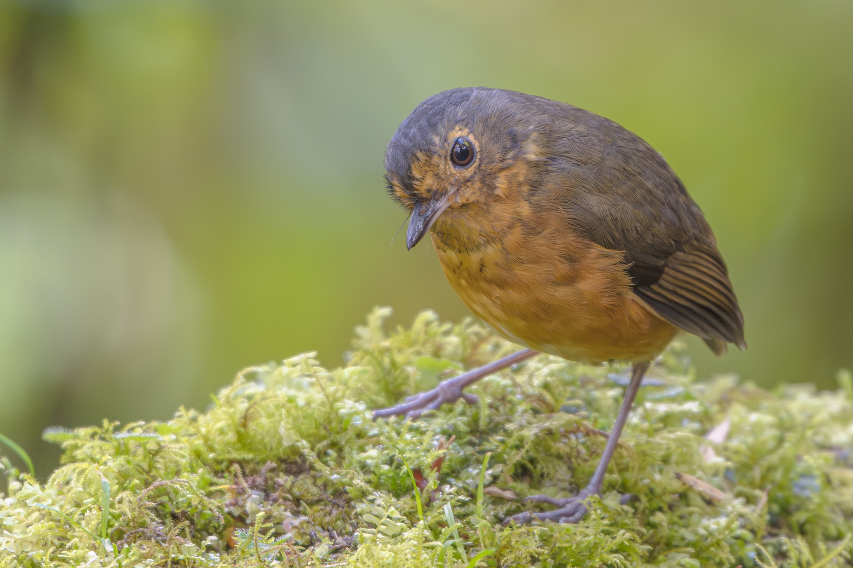 Slaty-crowned Antpitta .jpg