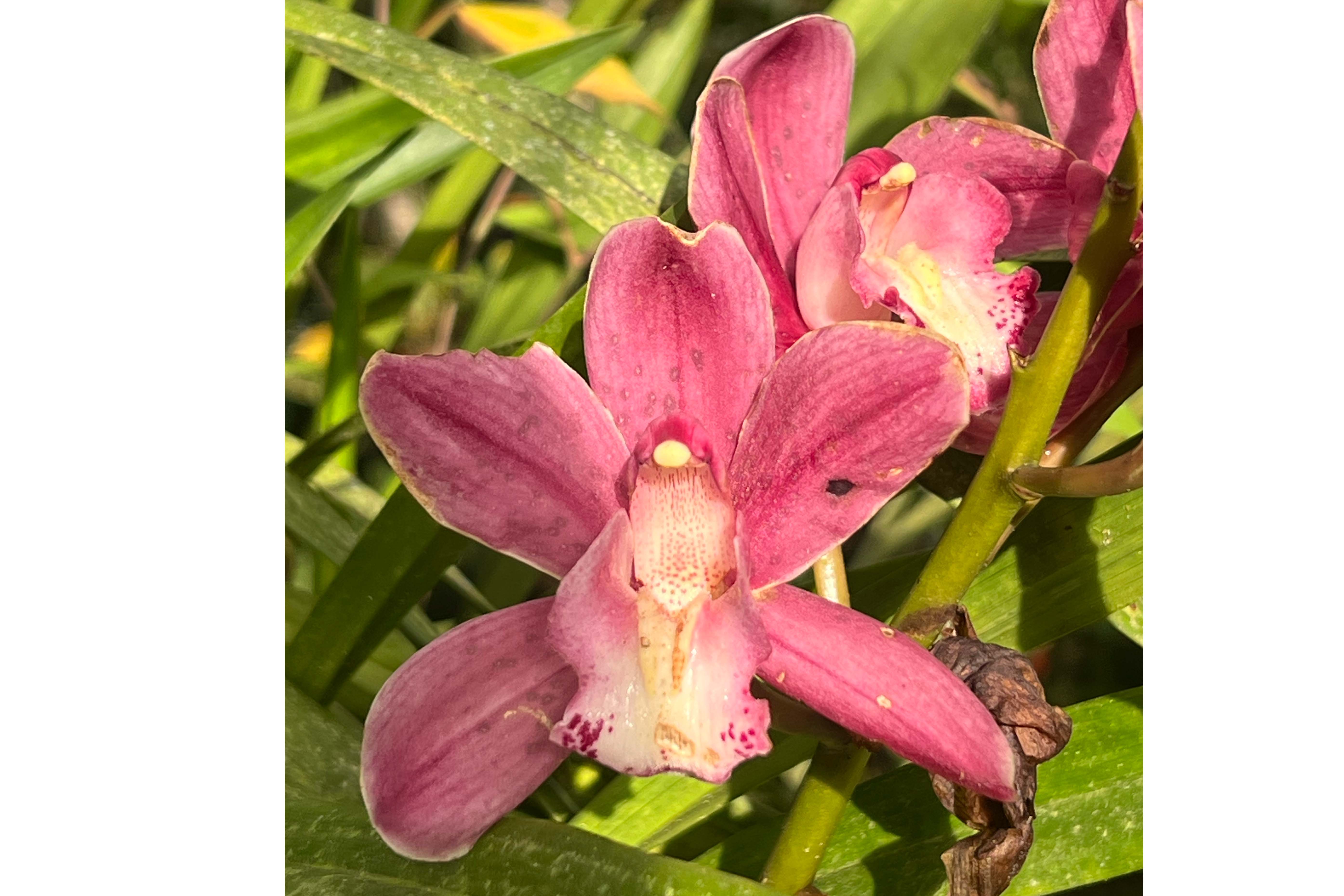 Orquídeas de la Región Andina