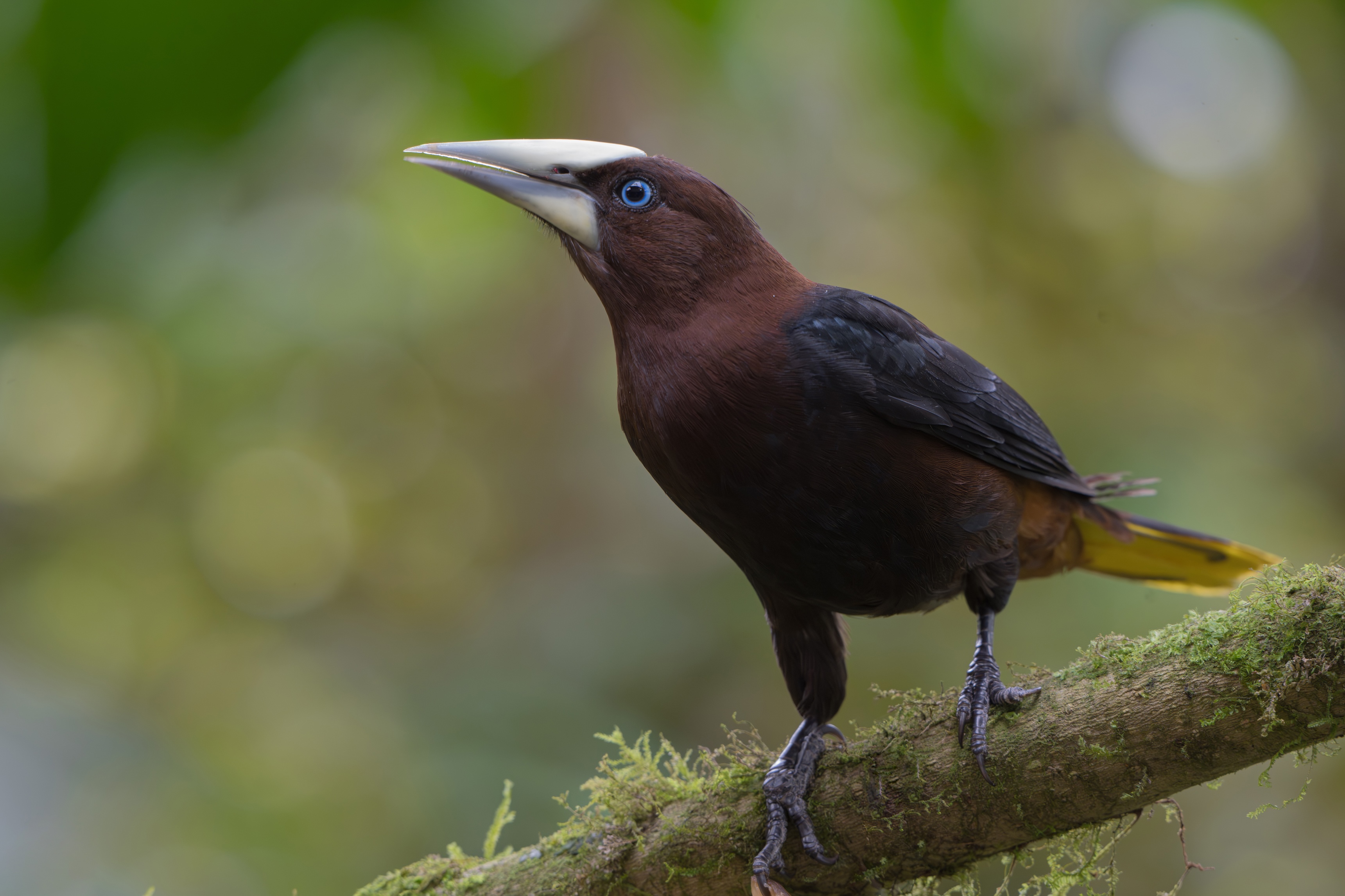 WESTERN ANDES & PACIFIC LOWLANDS COLOMBIA 7D - 6N
