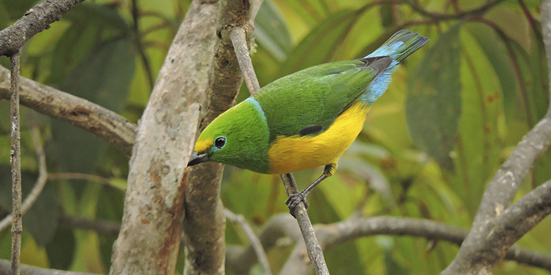 Santa Marta Parakeet Birding Tour