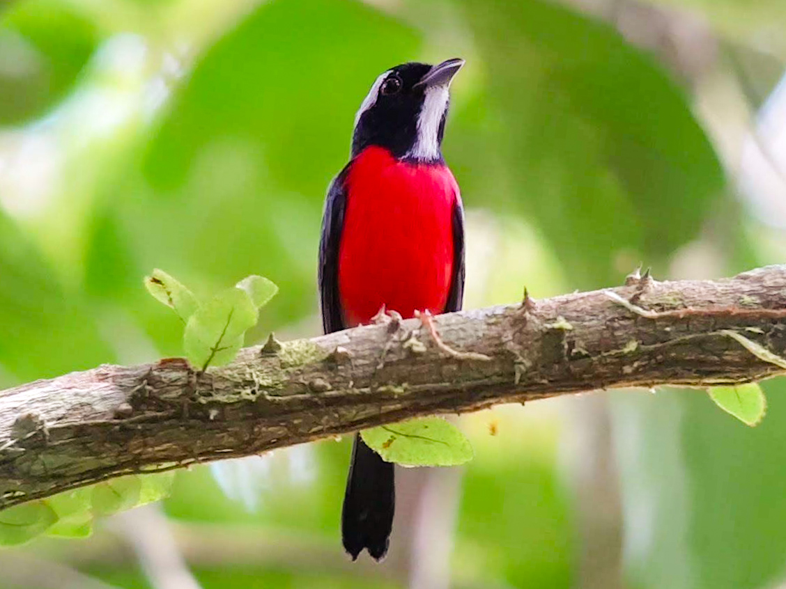 COLOMBIA’S LAST WILD FRONTIER - BIRDING TOUR 7D-6N?>