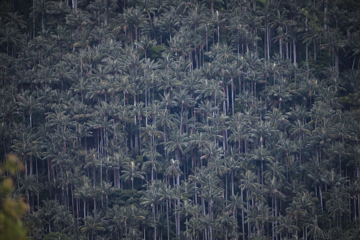 PARROTS OF THE CENTRAL ANDES 3D - 2N