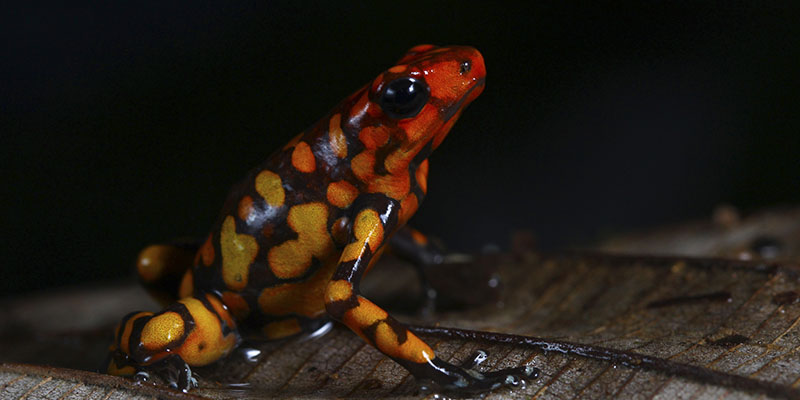 Poison Frogs Herping Tour?>