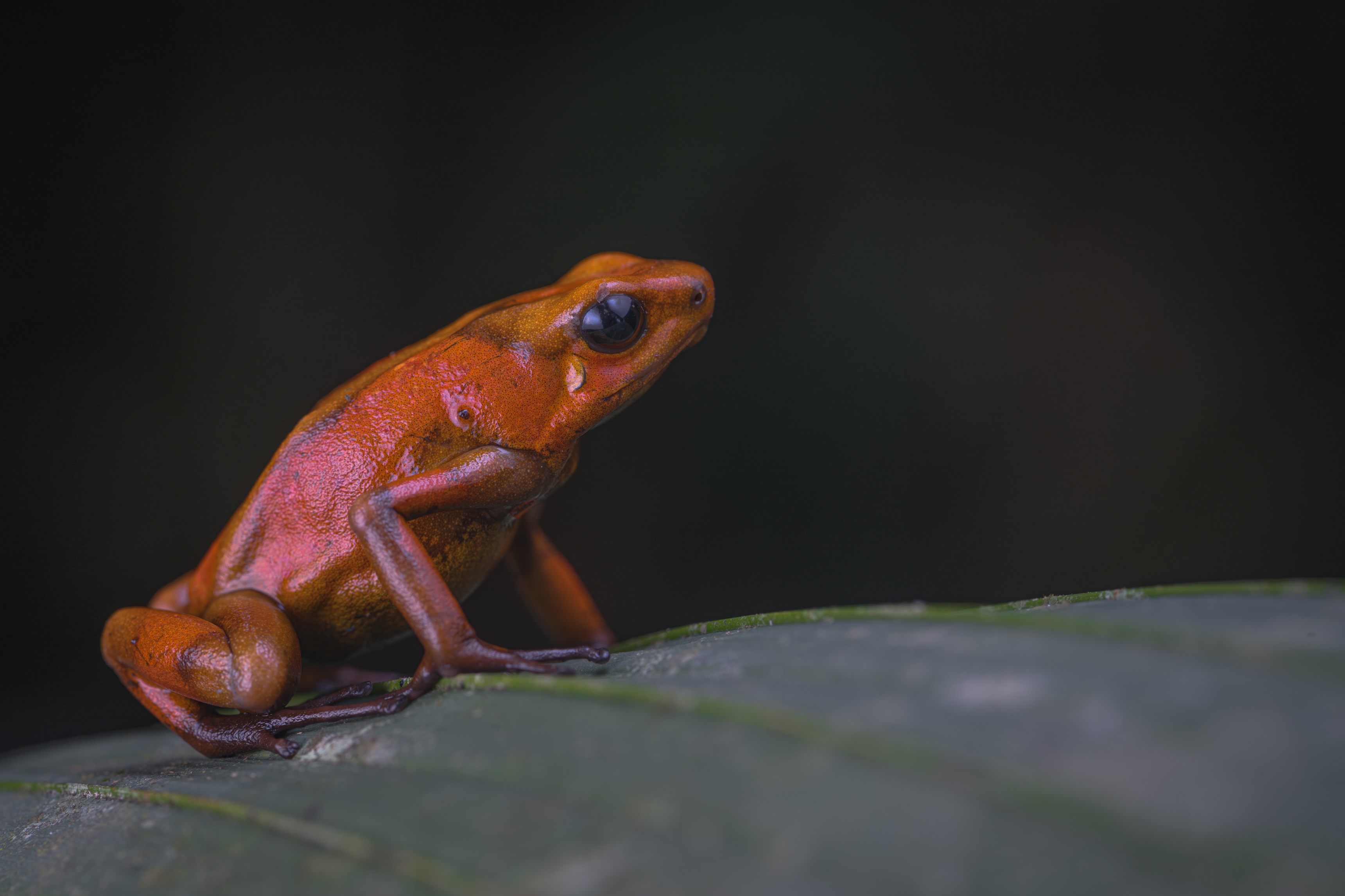 Poison Frogs Herping Tour