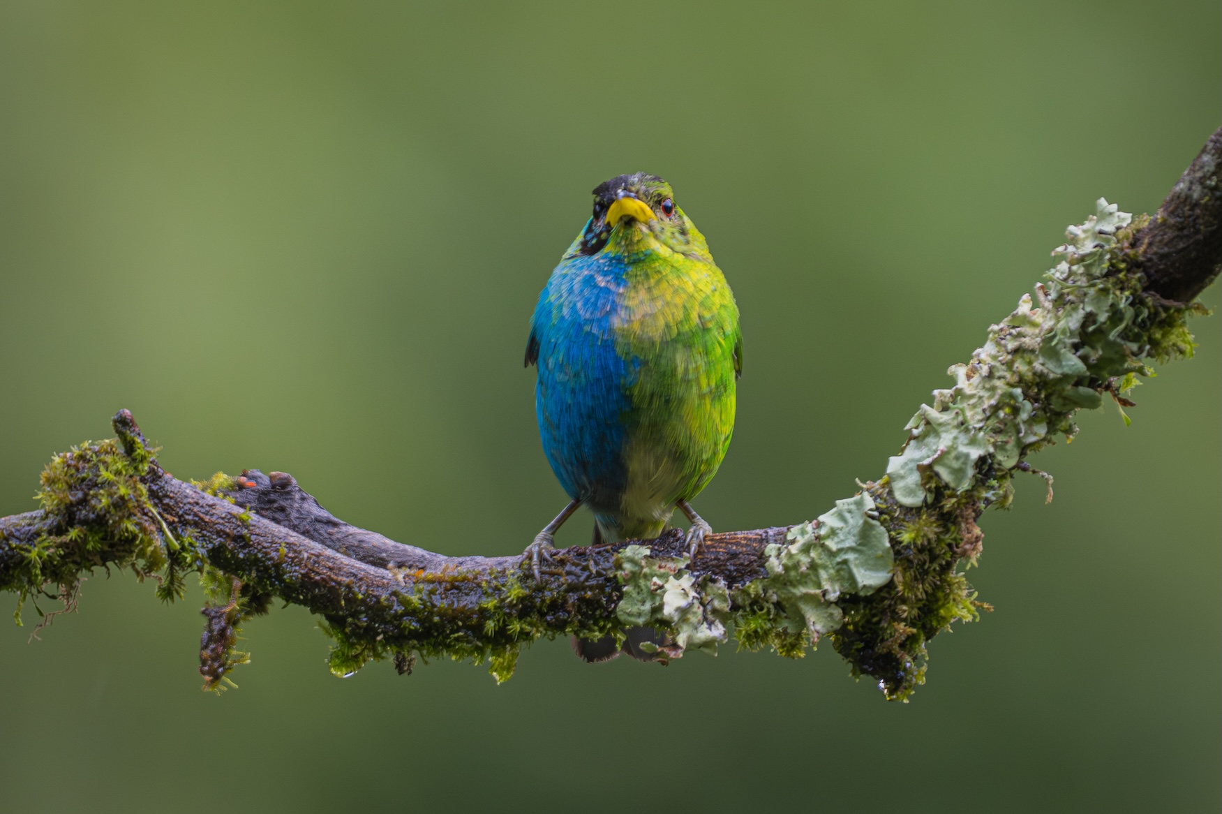 Green Honeycreeper Bilateral Gynandromorph.jpg